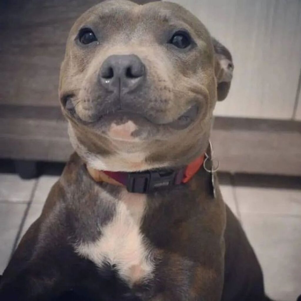 Smiling dog looking content and cheerful.