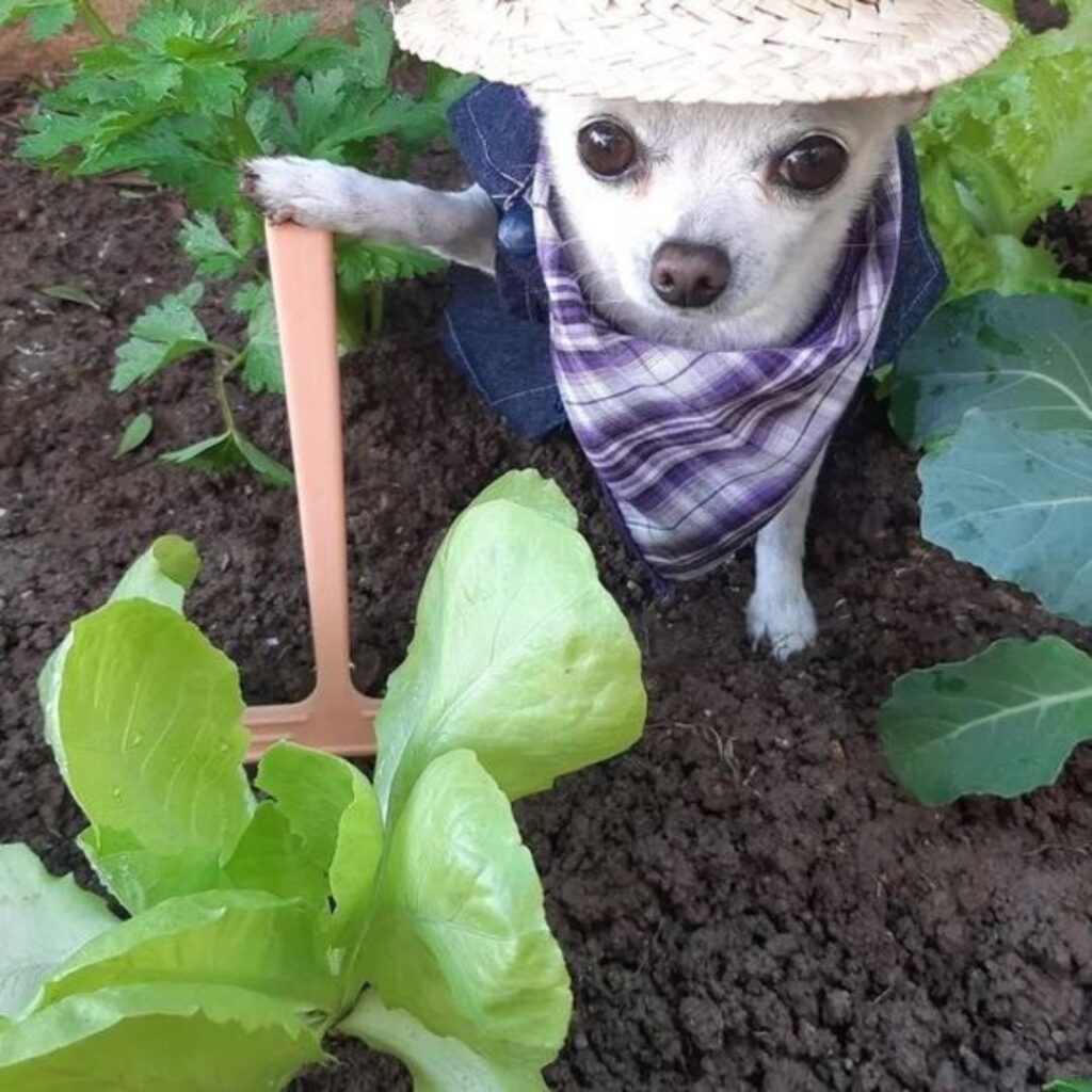 Adorable dog wearing a hat and holding a rake, ready to help in the garden.