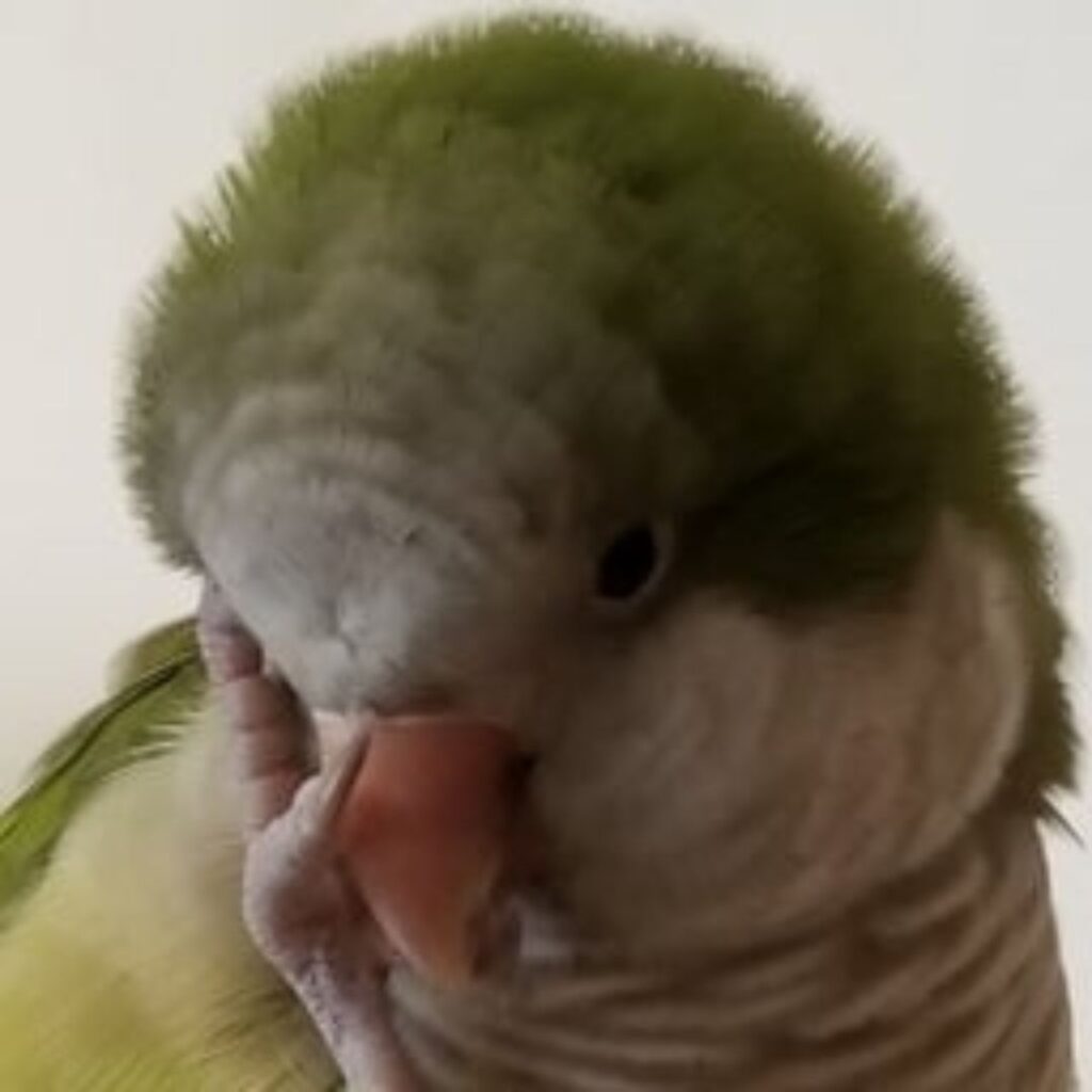 chubby quaker bird rubbing his face