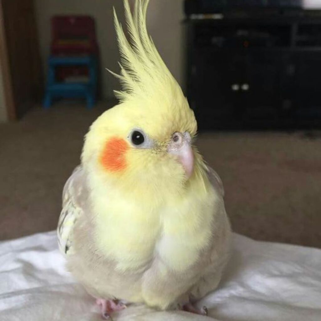 cockatiel baby with biggest crown resting on bed