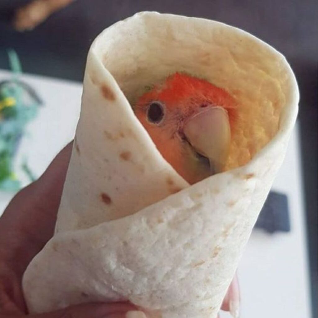 lovebird rolled in shawarma bread