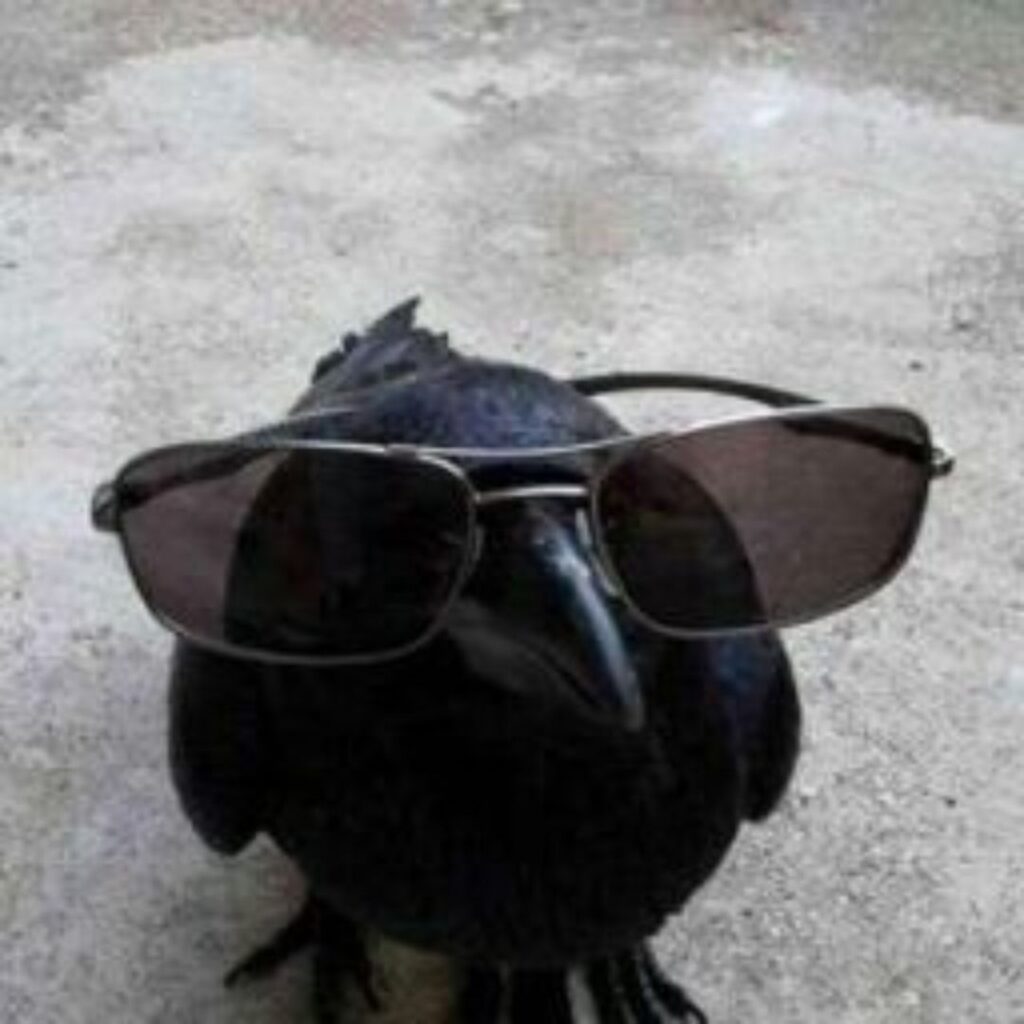 crow waeing black sunglasses