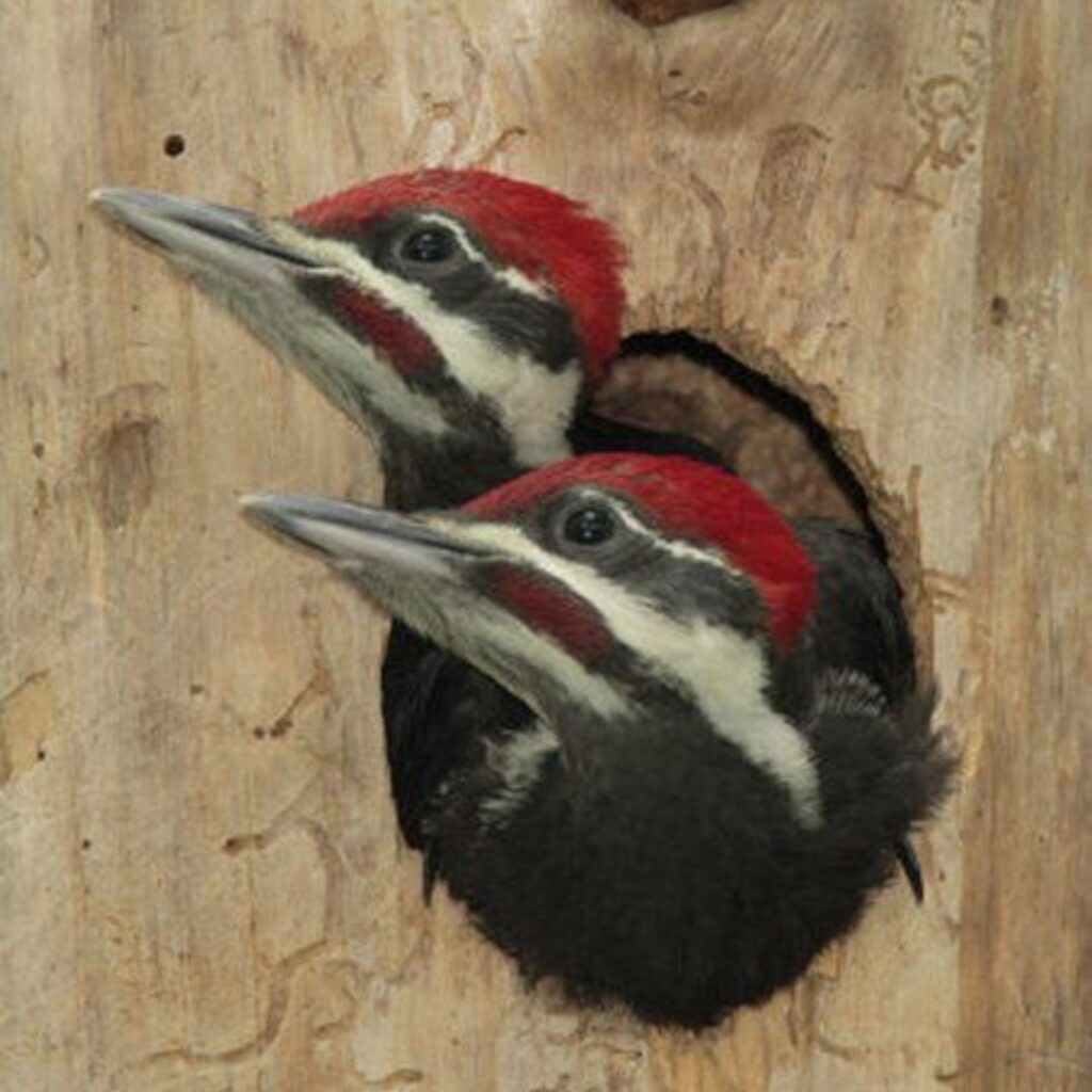 two red-headed woodpeckers coming out of their home