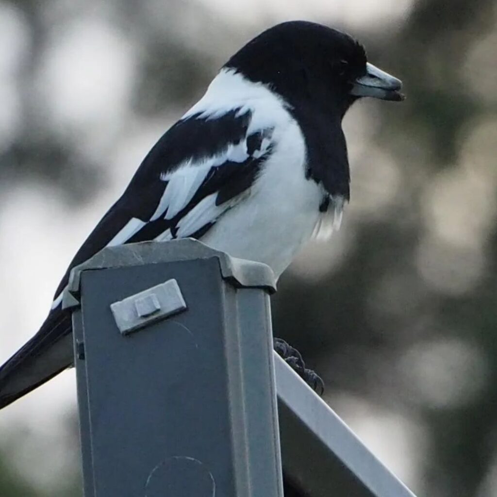 The Pied Butcherbird sitting on a wall