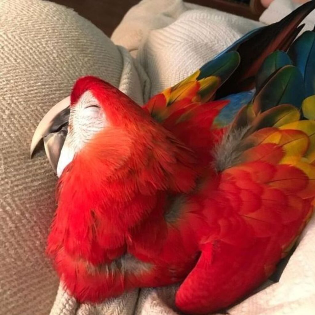 red colord macaw sleeping