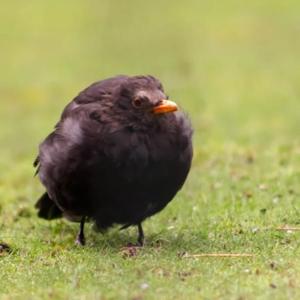 fluffy Common Blackbird enojyoing alone in a park