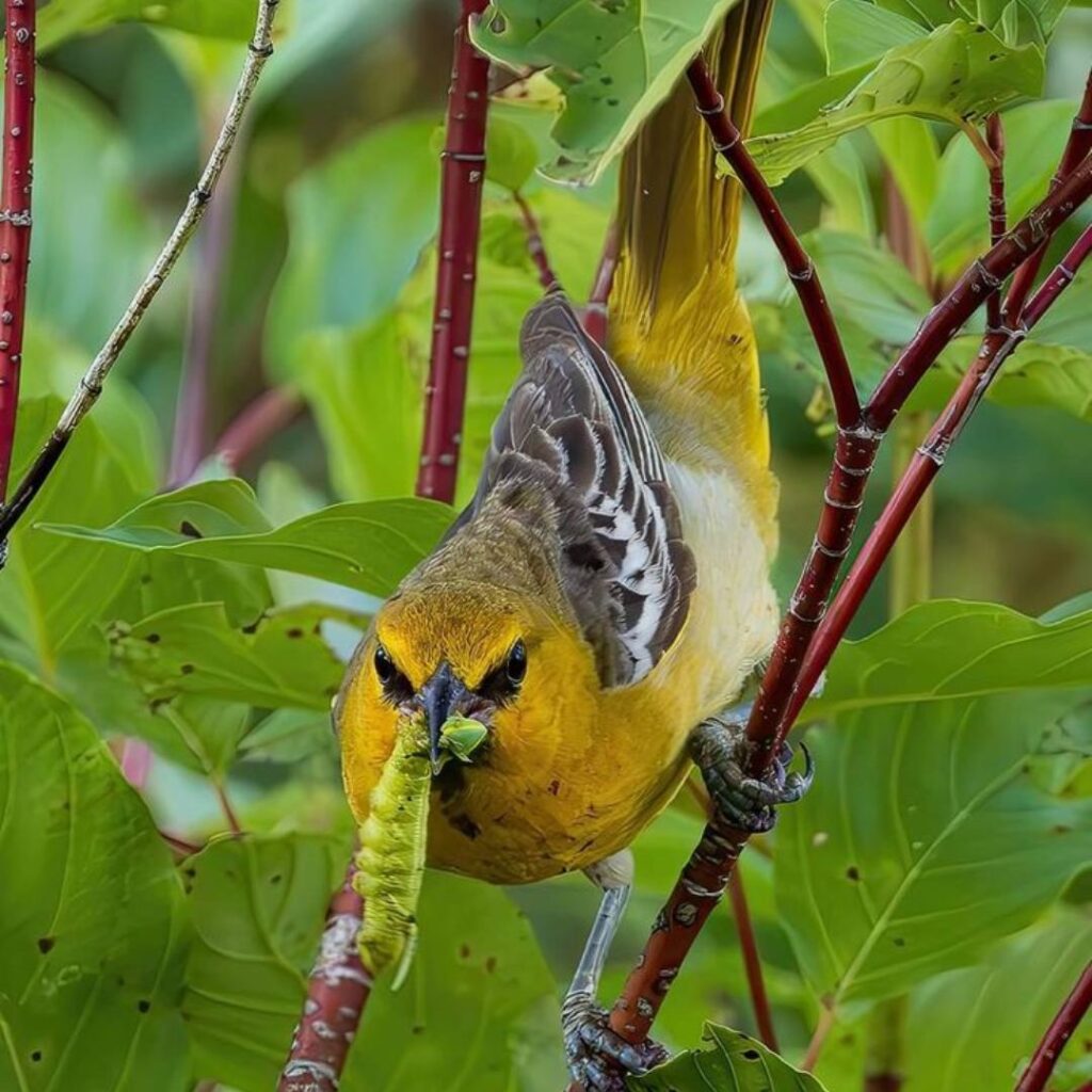 Orchard Oriole holding a caterpiller in his beak