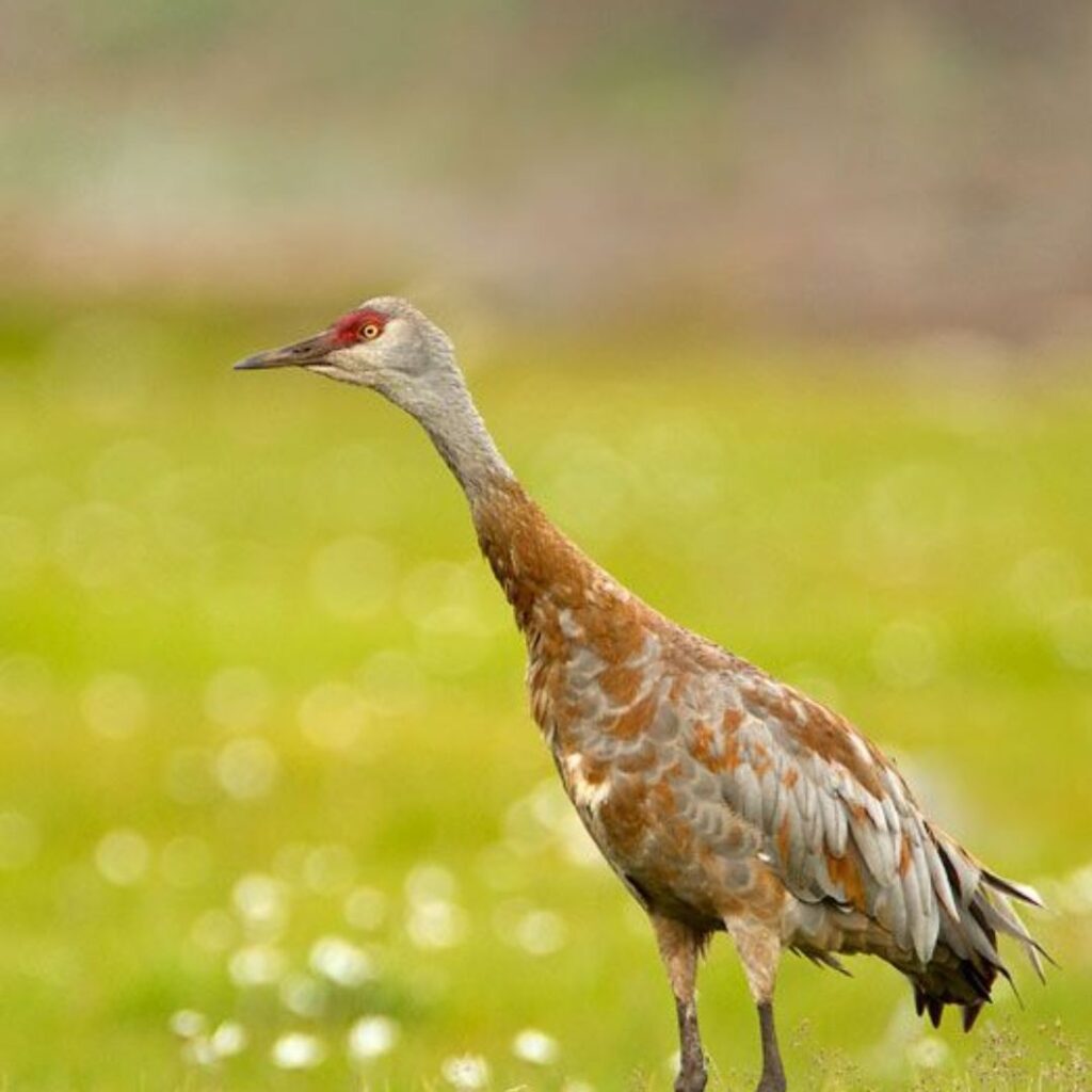 lonely Sandhill Crane wandering in park