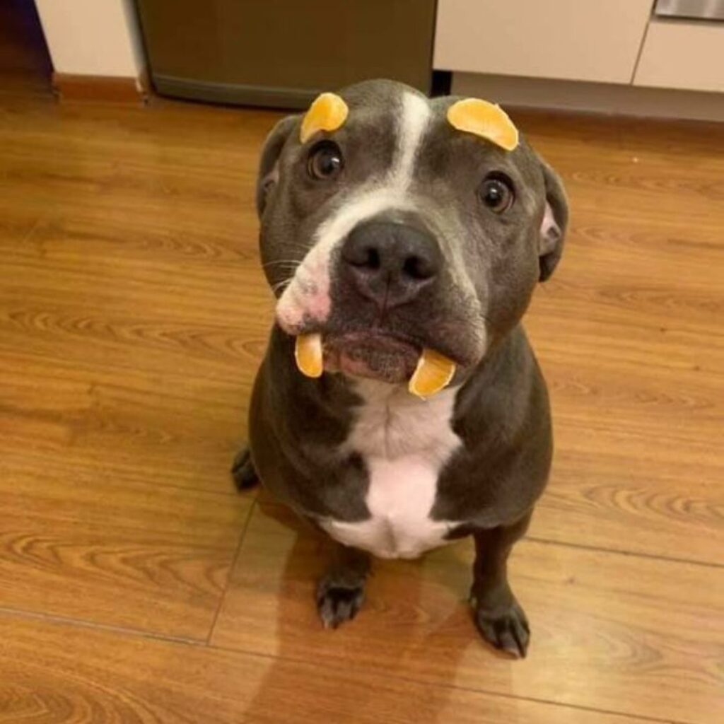 A dog with orange slices on its face, looking adorable and playful.