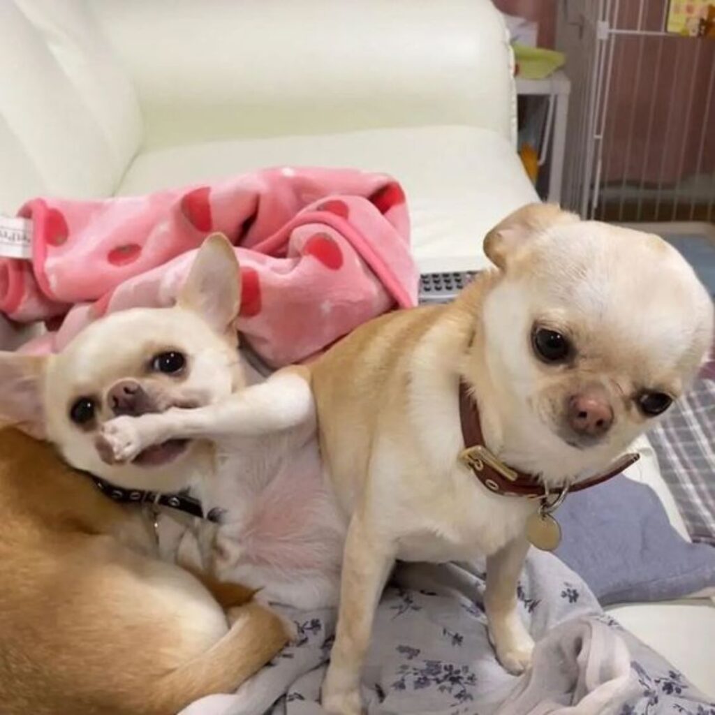 Two small dogs sitting on a couch, one white and one brown, looking at the camera with curious expressions.