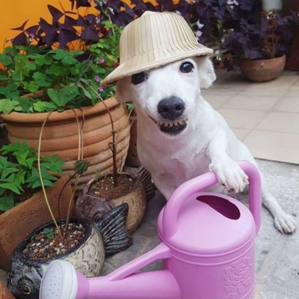 Cute dog wearing a hat and carrying a watering can.