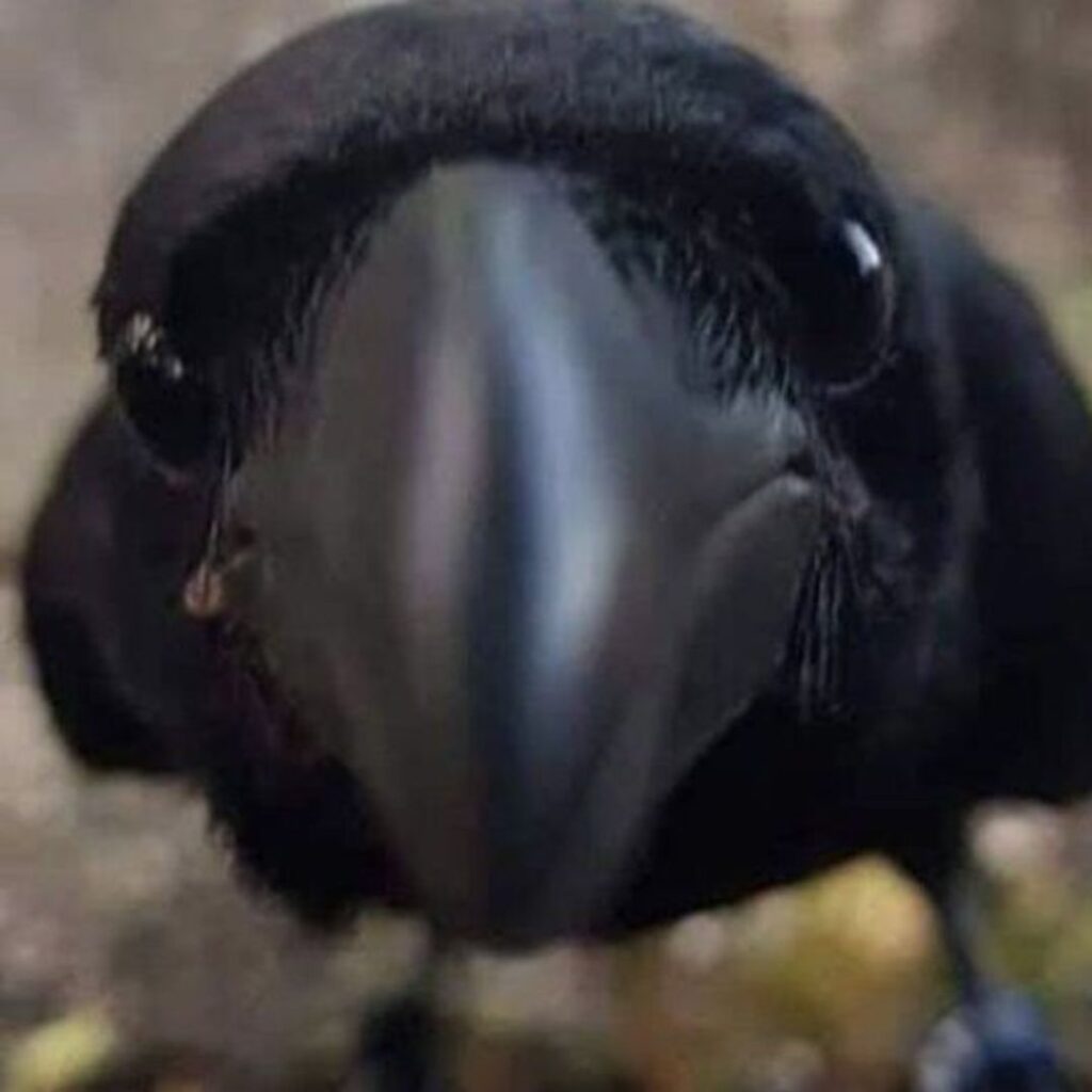 creepy looking crow glaring camera