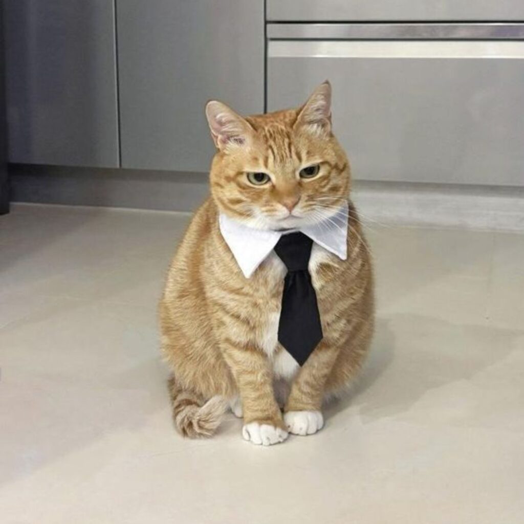 ginger cat wearing tie act as house butler