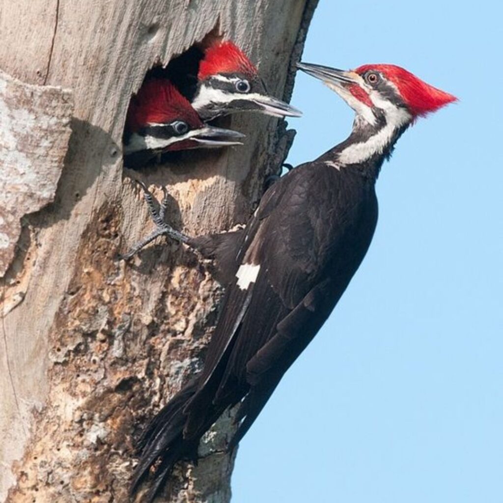 red-headed woodpecker feeding her baby