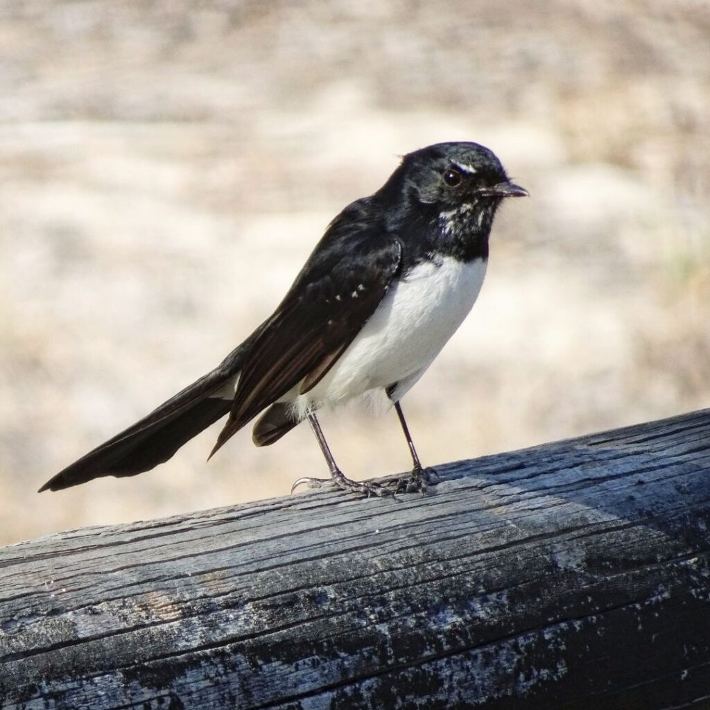 Willie Wagtail sitting on a sewerage pipe