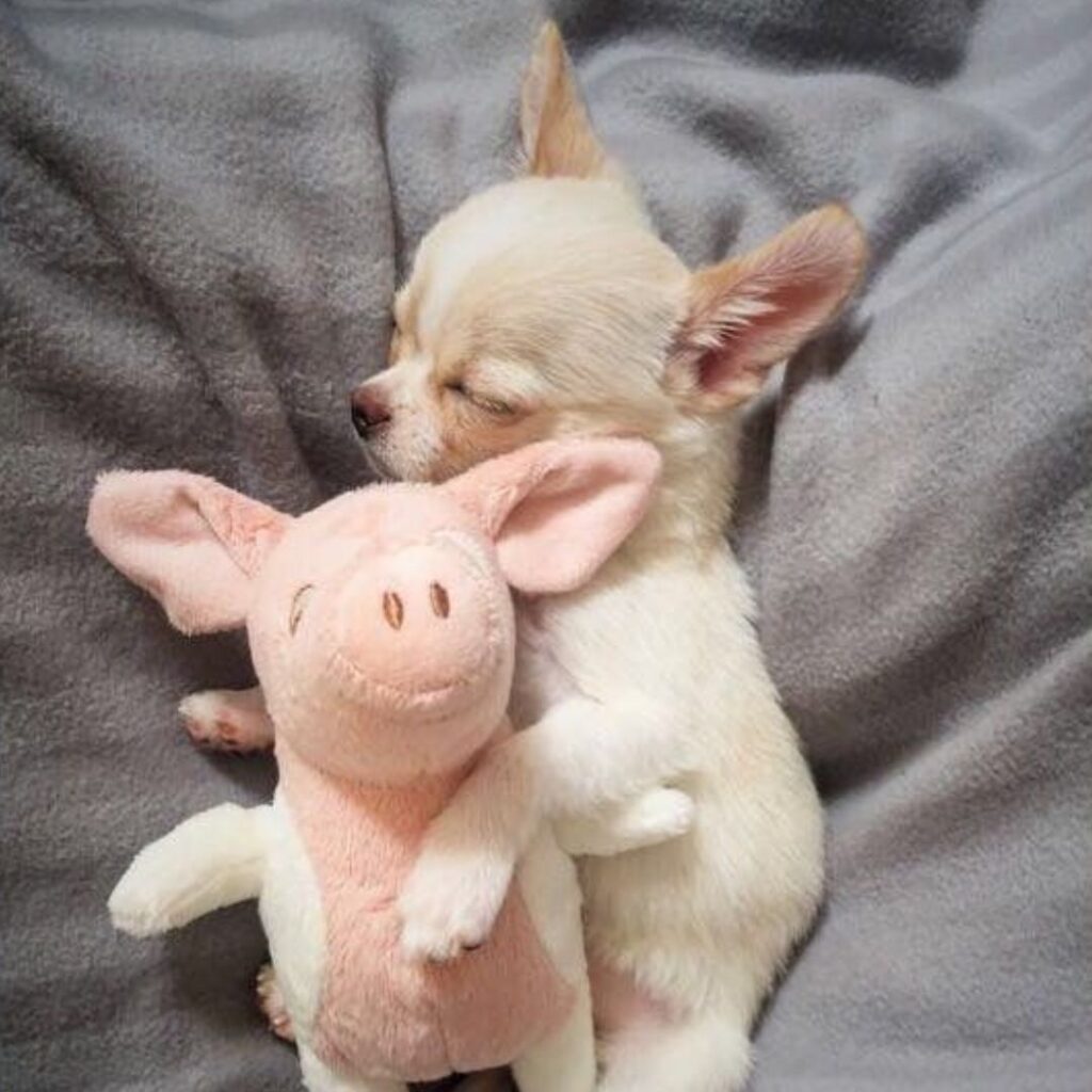 A tiny white dog cuddles a plush pig toy in a loving embrace.