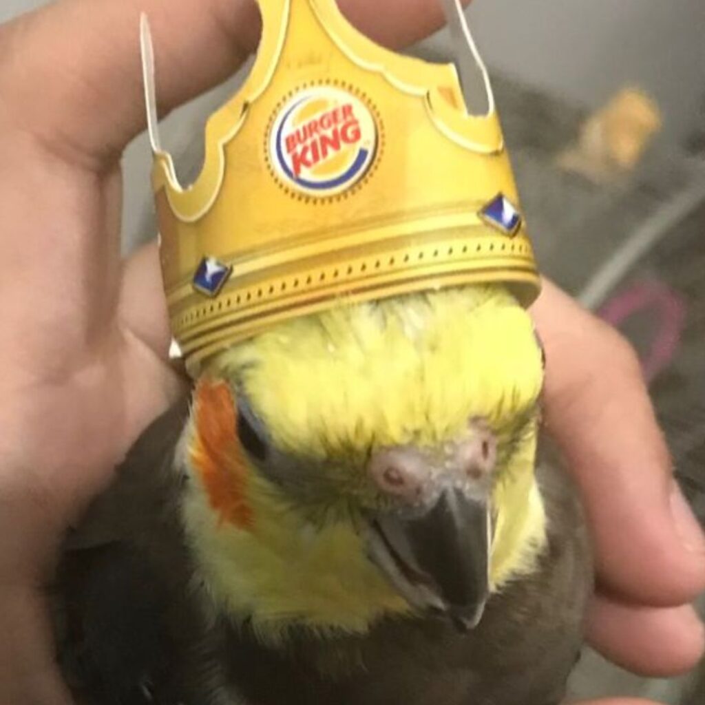 cockatiel wearing burge king crown