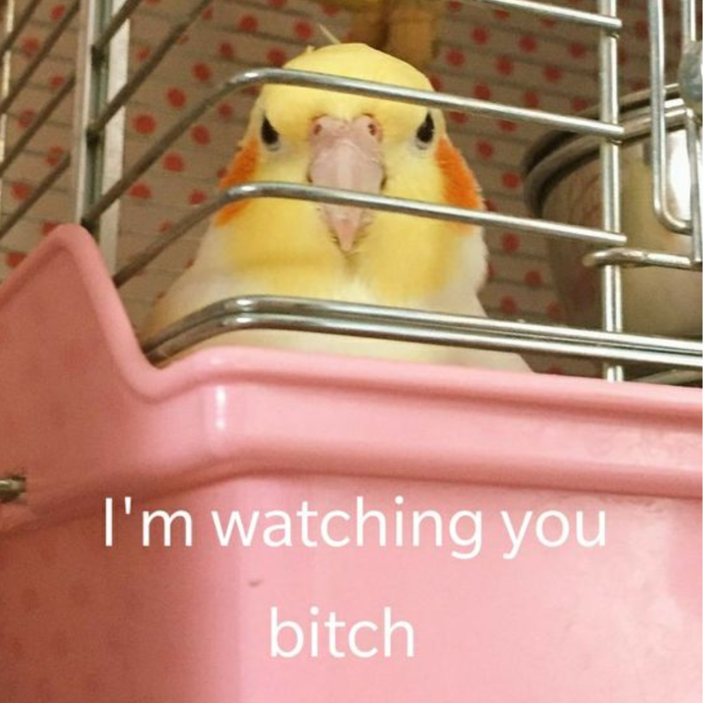 angry looking cockatiel glaring from the cage