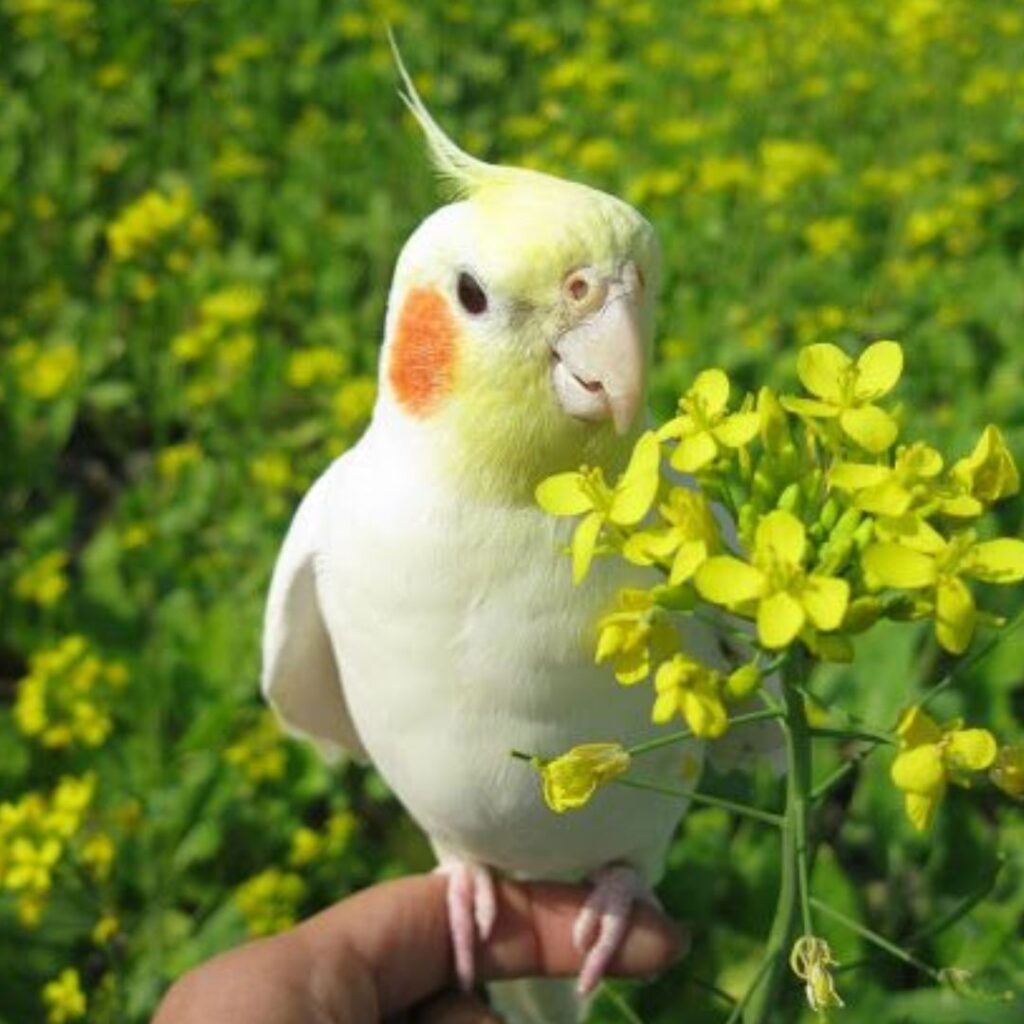 cocatiel enjoying in fields