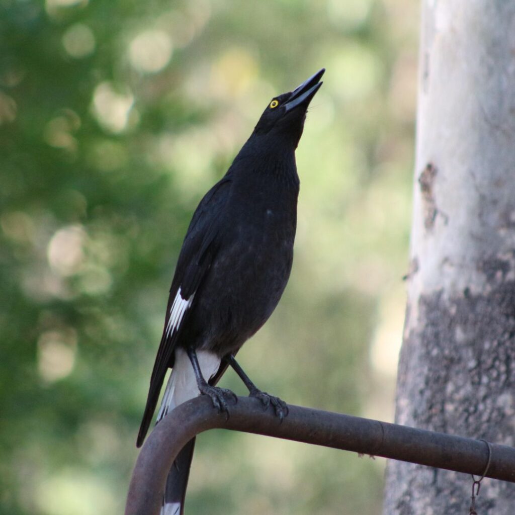 black and white austrailian bird looking at a tree