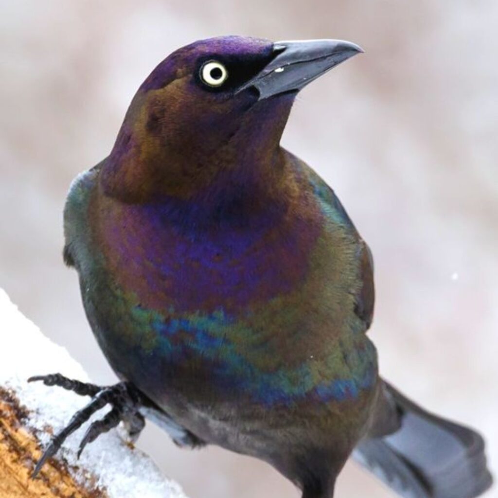 scared Common Grackle sitting on an ice berg