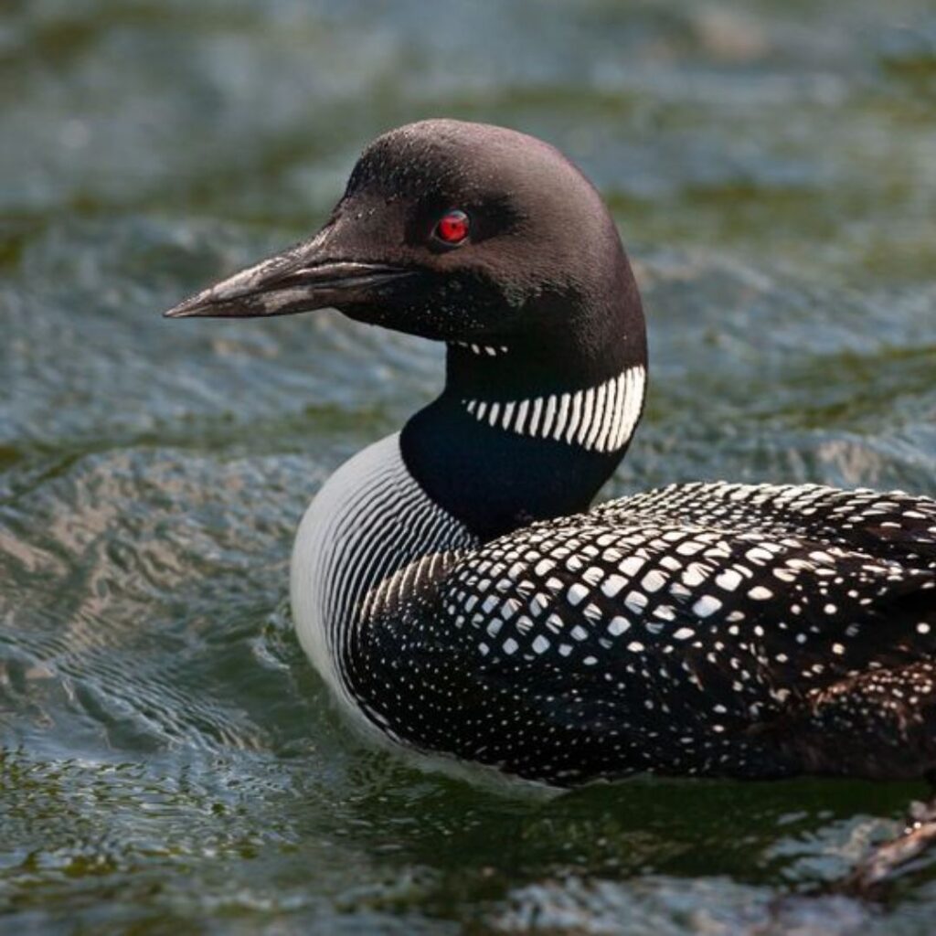 Common Loon swimming in lake