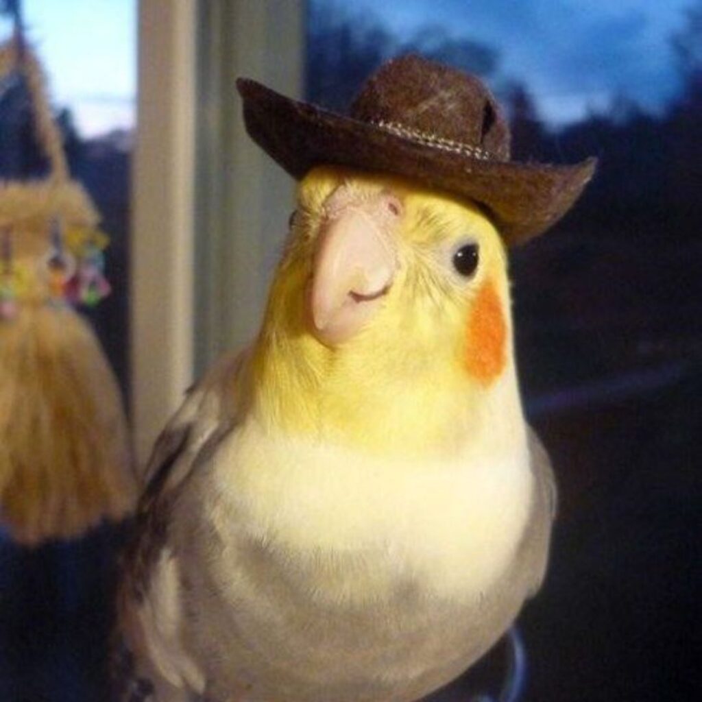 cockatiel wearing cowboy hat