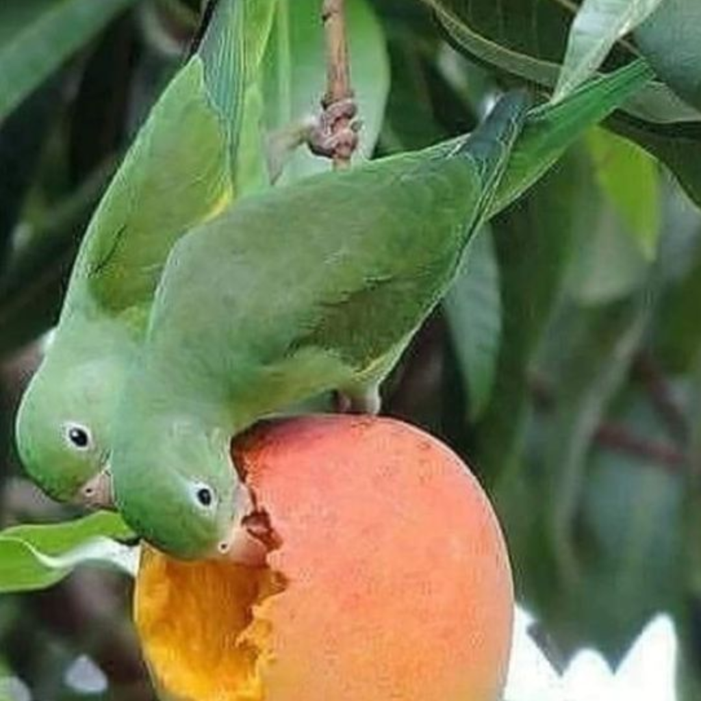 two wild ringneck eating mangoes in wild