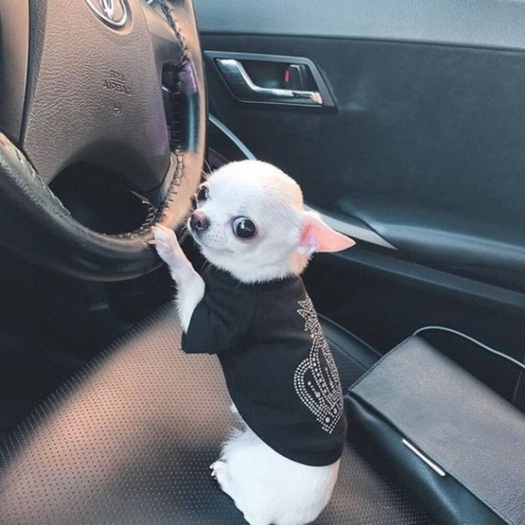 A small white dog in a black shirt sits on the steering wheel of a car.