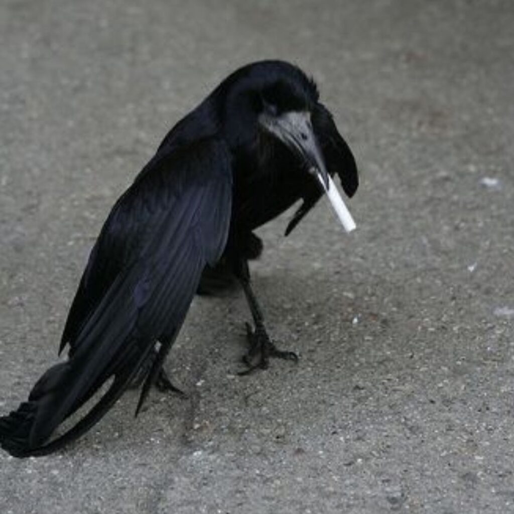 thug crow smoking cigarette