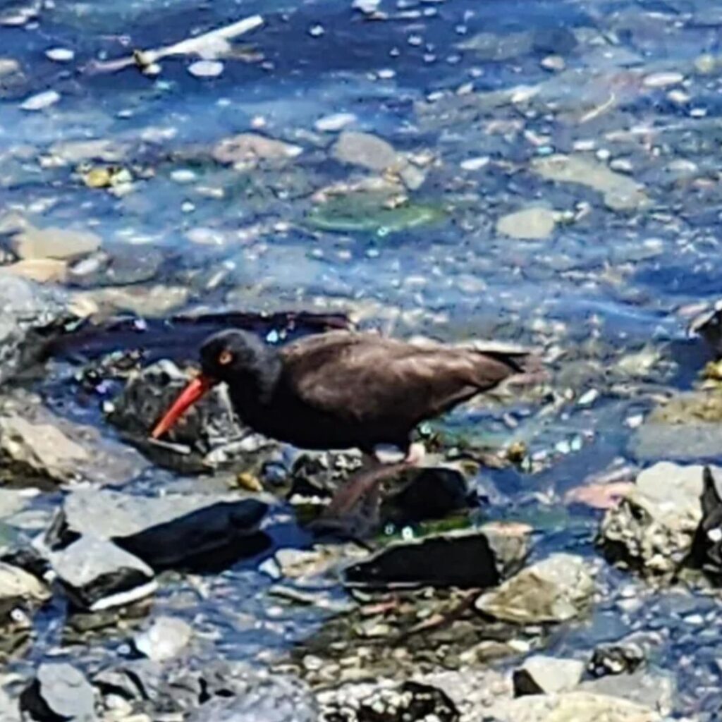 Pied Oystercatcher watching for food in a river