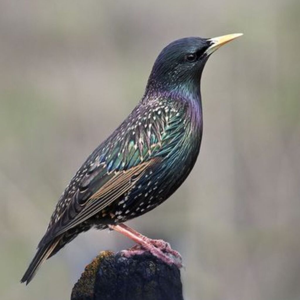 European Starling perched alone in woods