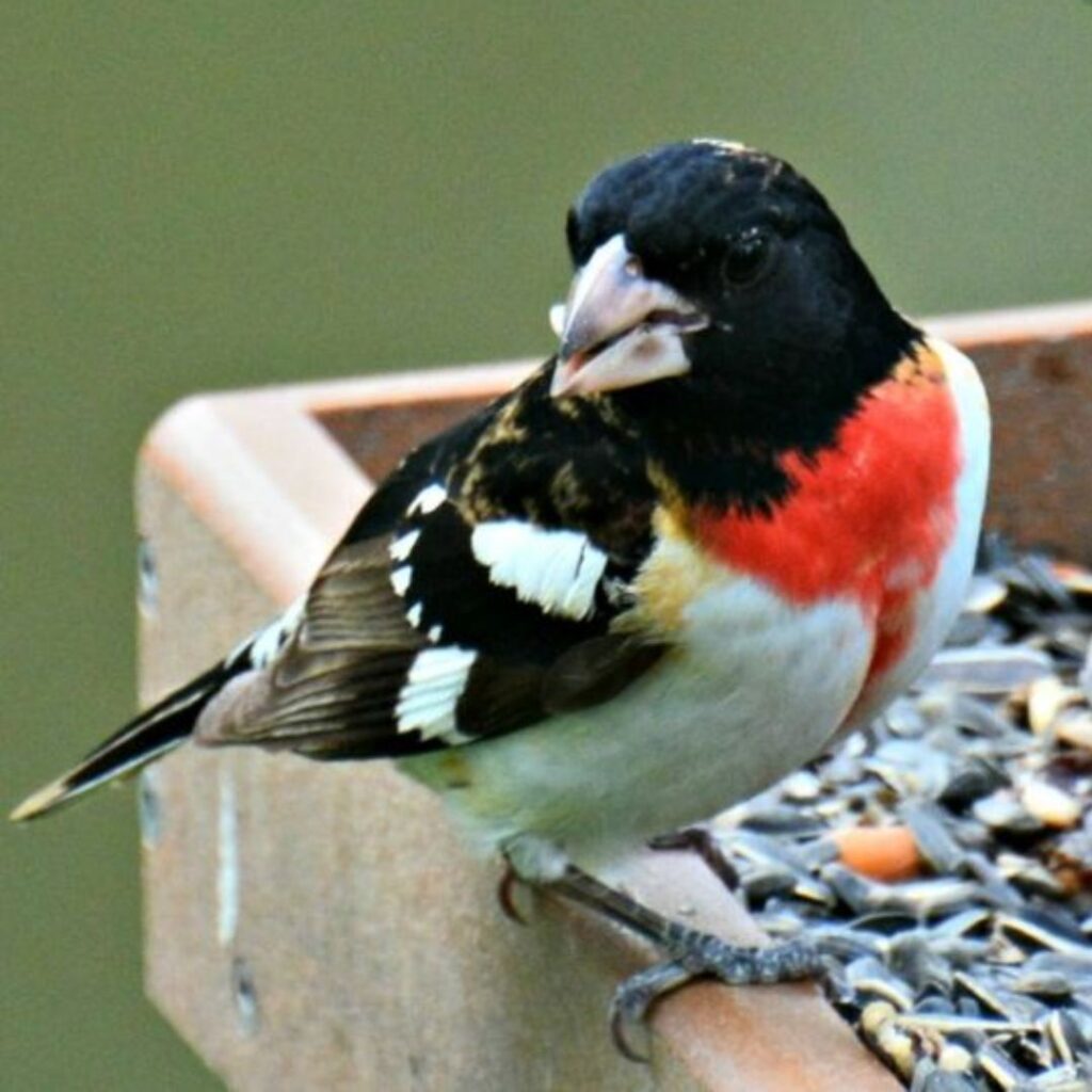 Fascinating Backyard Birds of Southern Wisconsin