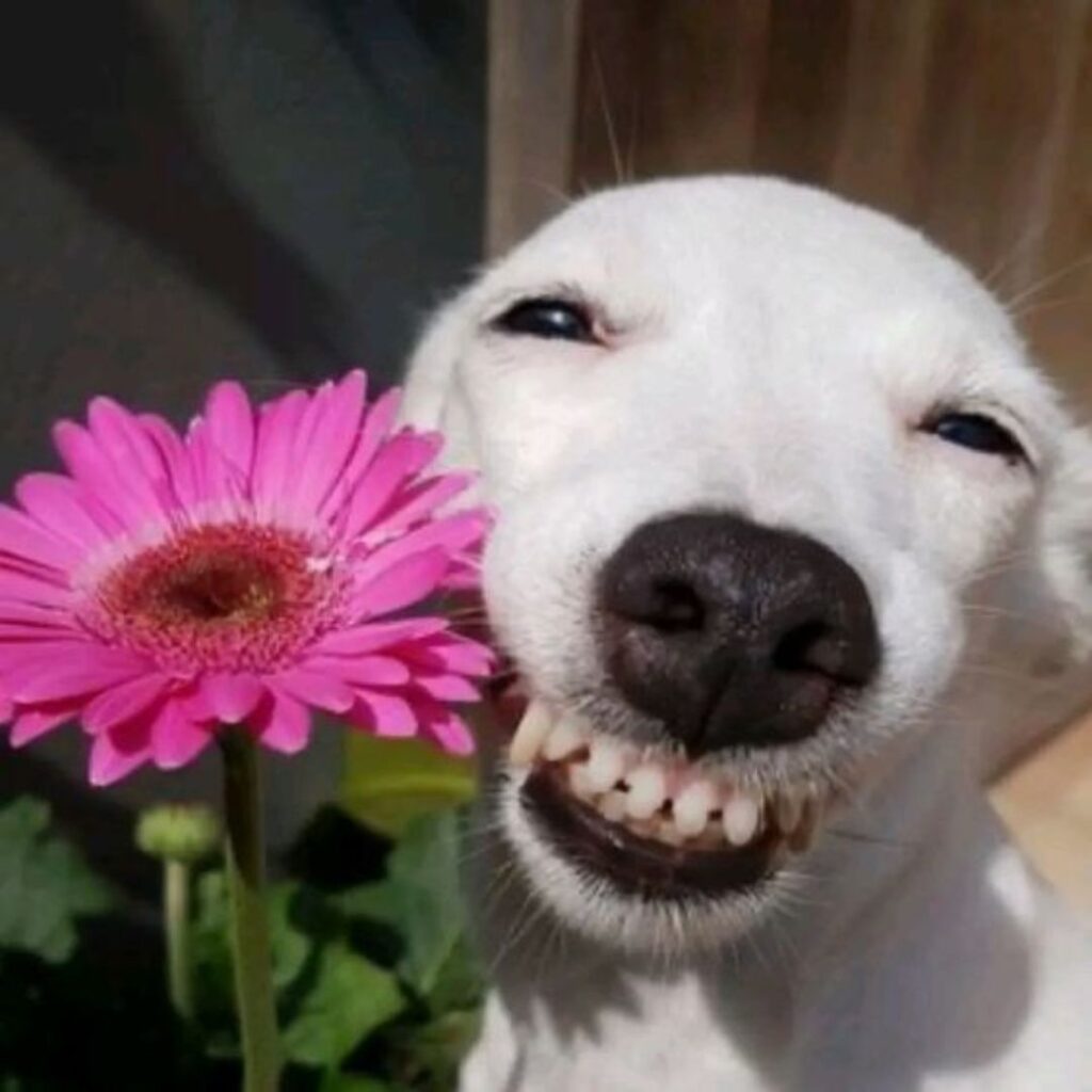 a little white dog smirking and holding a pink sunflower