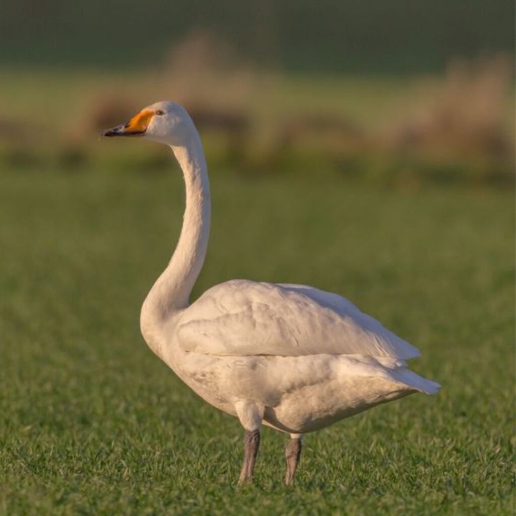 Trumpeter Swan standing alone in wild