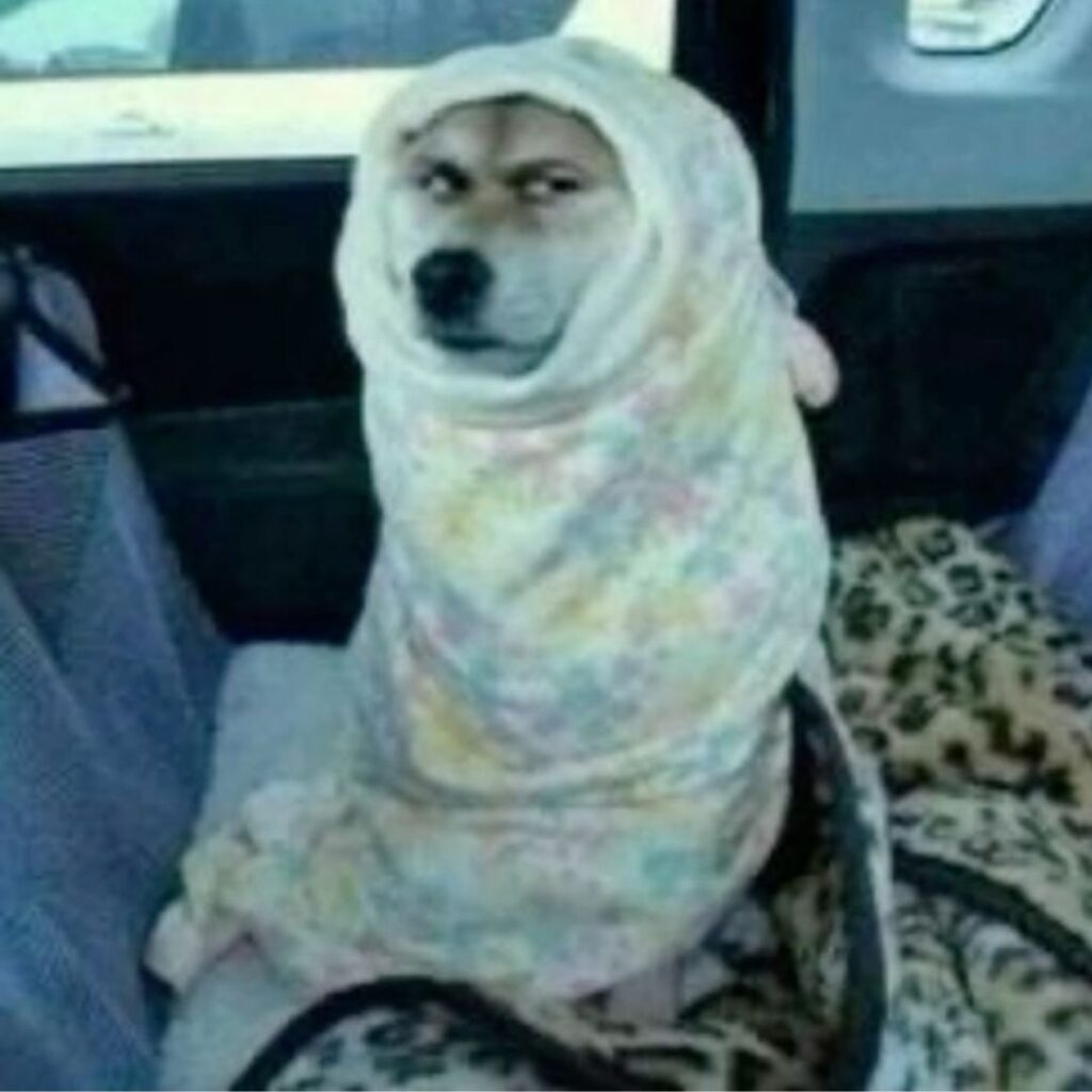 a dog wearing bed sheet looking like the famous meme dog