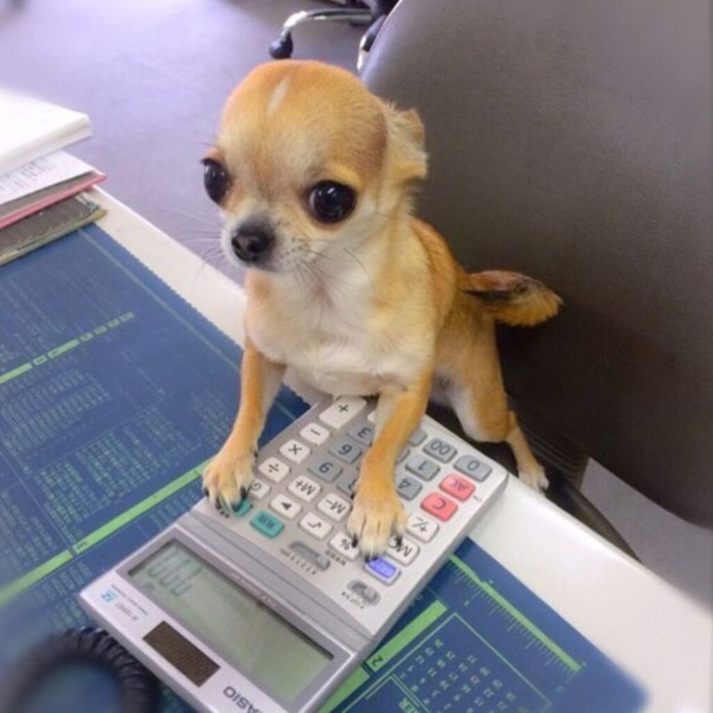 A small dog doing something on a calculator.