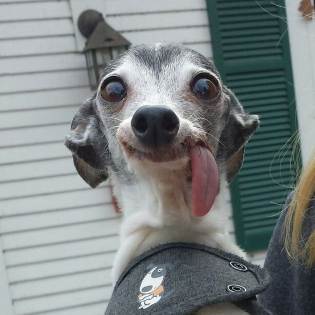 A playful dog with its tongue out, looking happy and carefree.