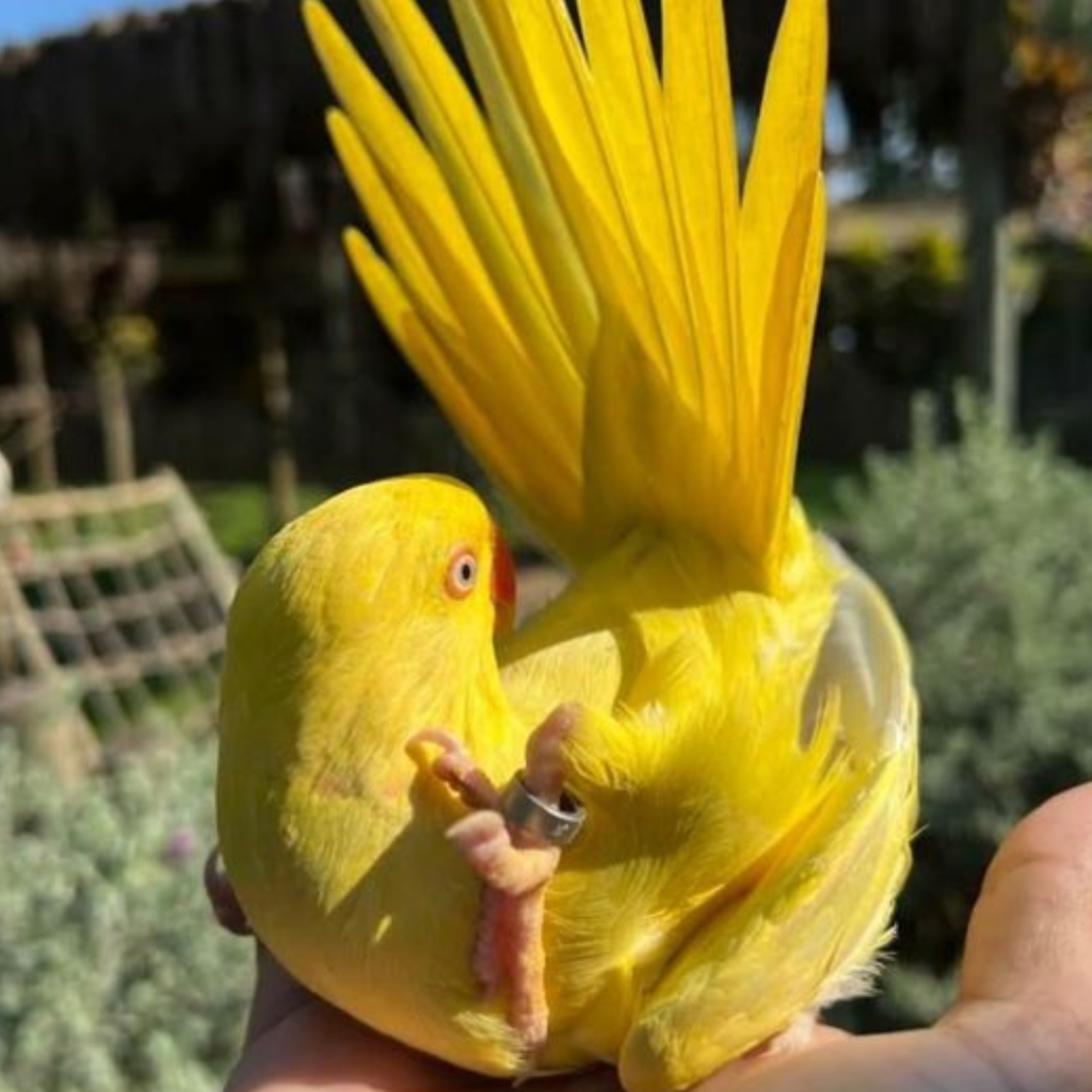 yellow indian ringneck cuddling