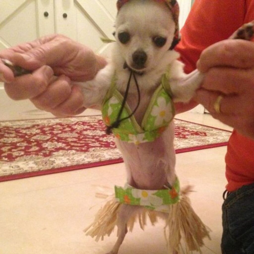 A small dog wearing a hula skirt and a hat, looking adorable and ready for a tropical party.