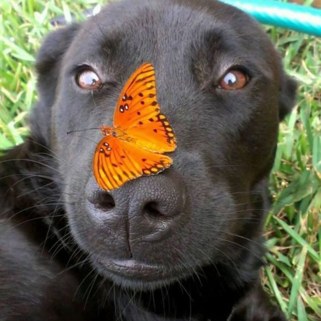 A black dog with a butterfly perched delicately on its nose.