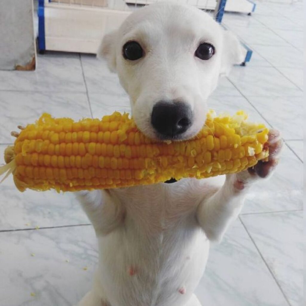 A dog holding a corn cob in its mouth.