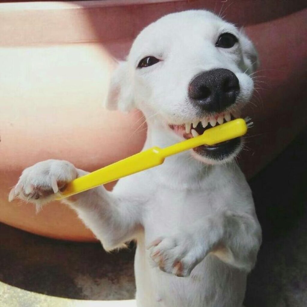 A dog holding a yellow toothbrush in its mouth, ready for brushing time.