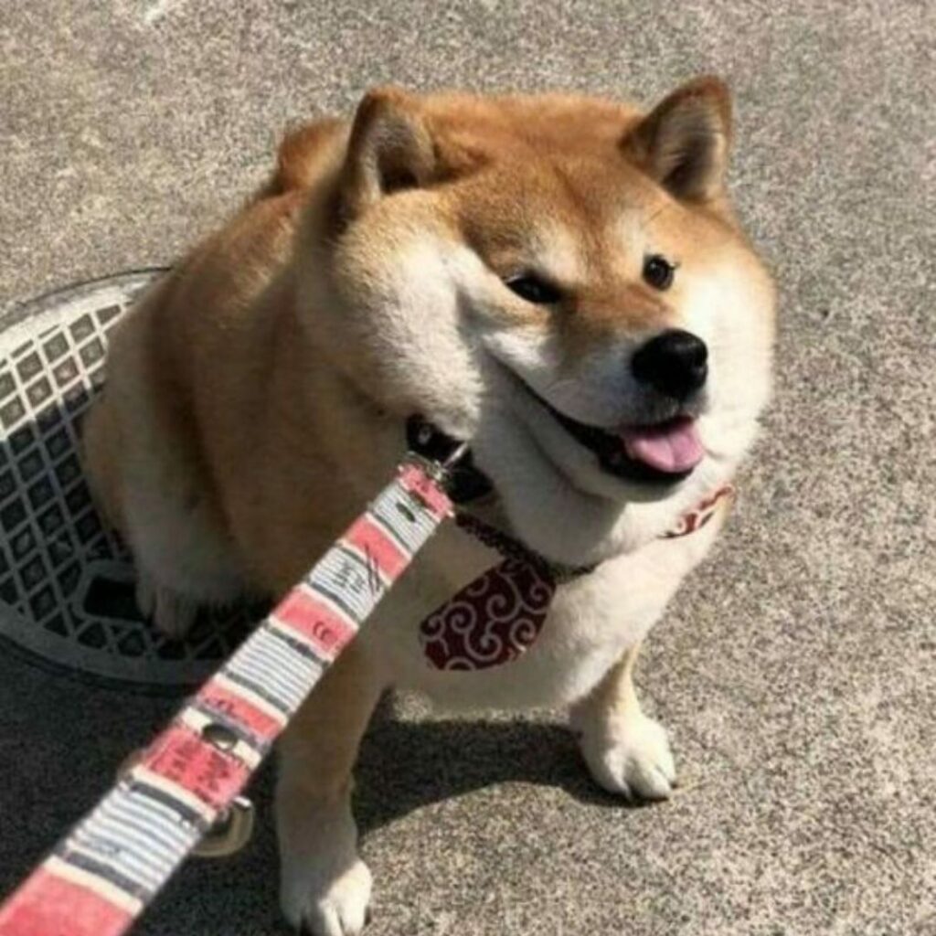 chubby dog wearing a red tie around neck