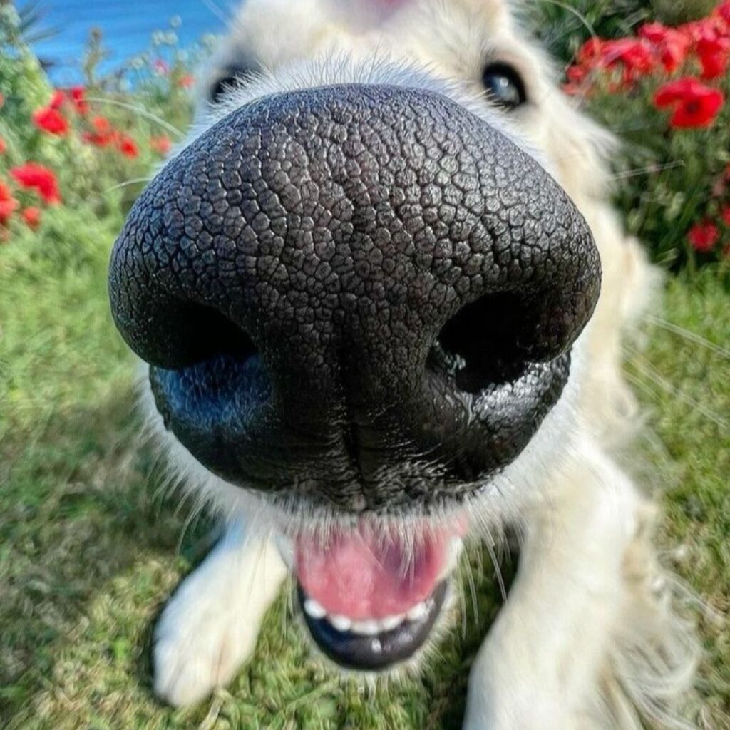 A dog with a flower in its nose, looking playful and cute.