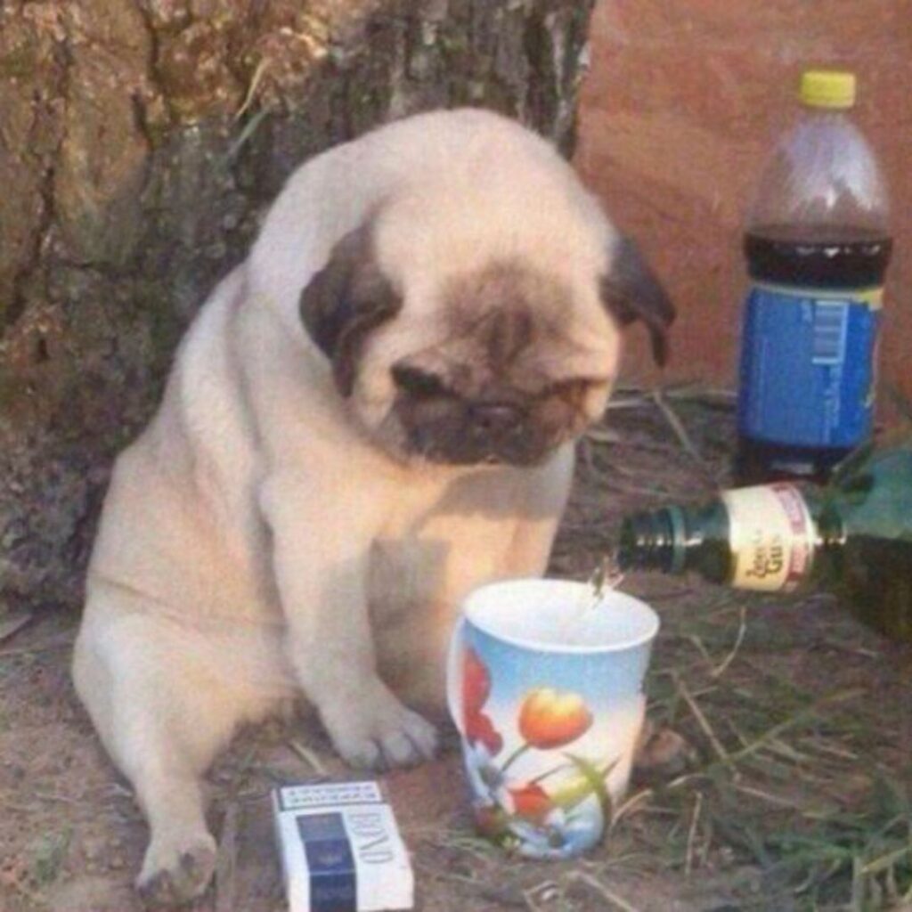 A pug dog sitting next to a cup of coffee and a bottle of beer on a wooden table.