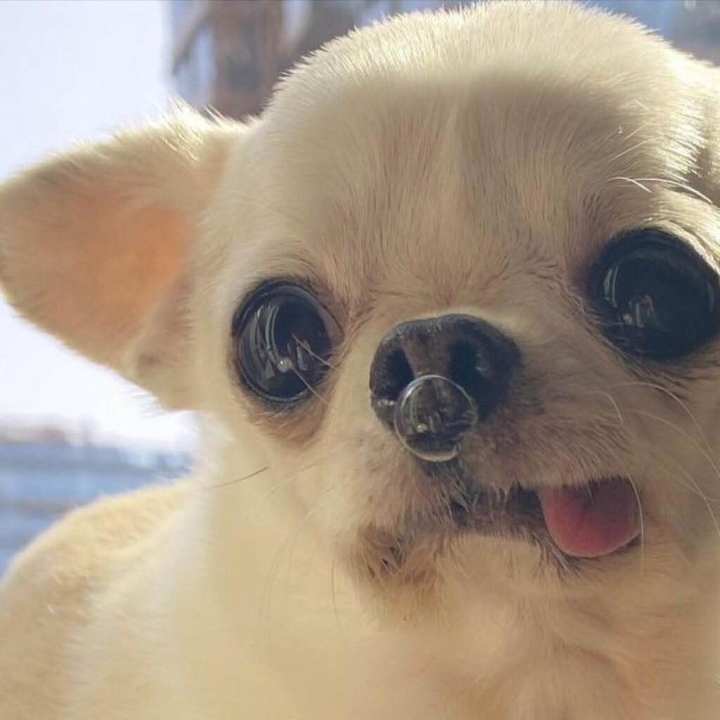 tiny white dog with tongue out sitting on grass