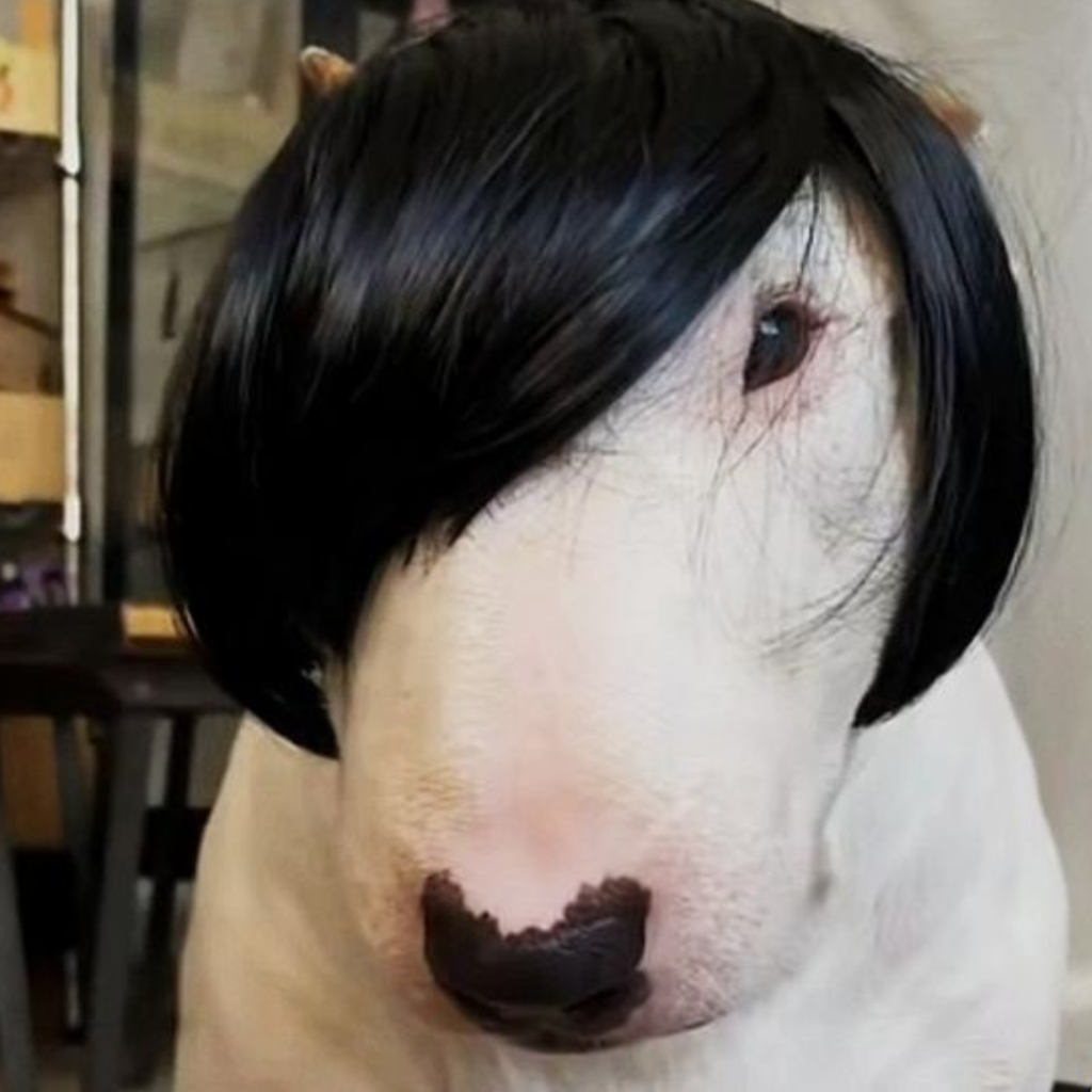 white dog wearing black stylish wig looking kinda creepy