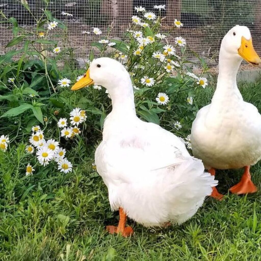 a pair of american pekins ducks wandering in the garden