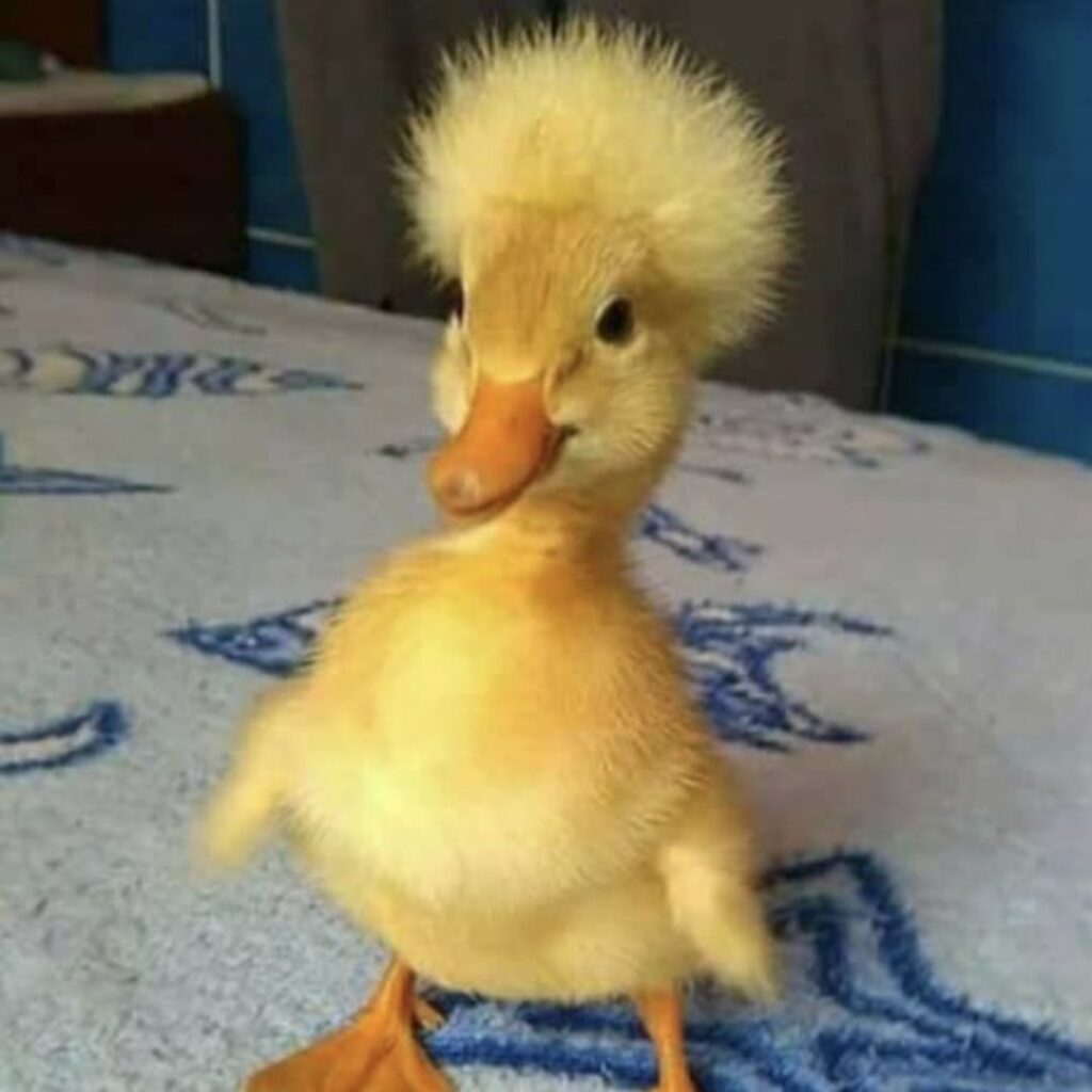 a dmosetic duckling with funny hairs